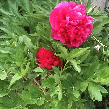 Augsburg-bergheim E. Appartamento Augusta