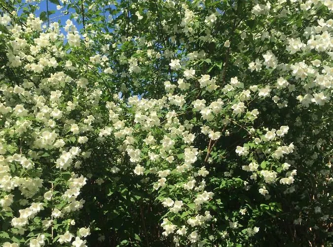 Augsburg-bergheim E. * 奥格斯堡